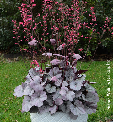 Heuchera Dolce 'Silver Gumdrop' - Heuchère