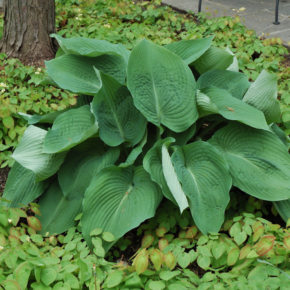 Hosta Blue Angel