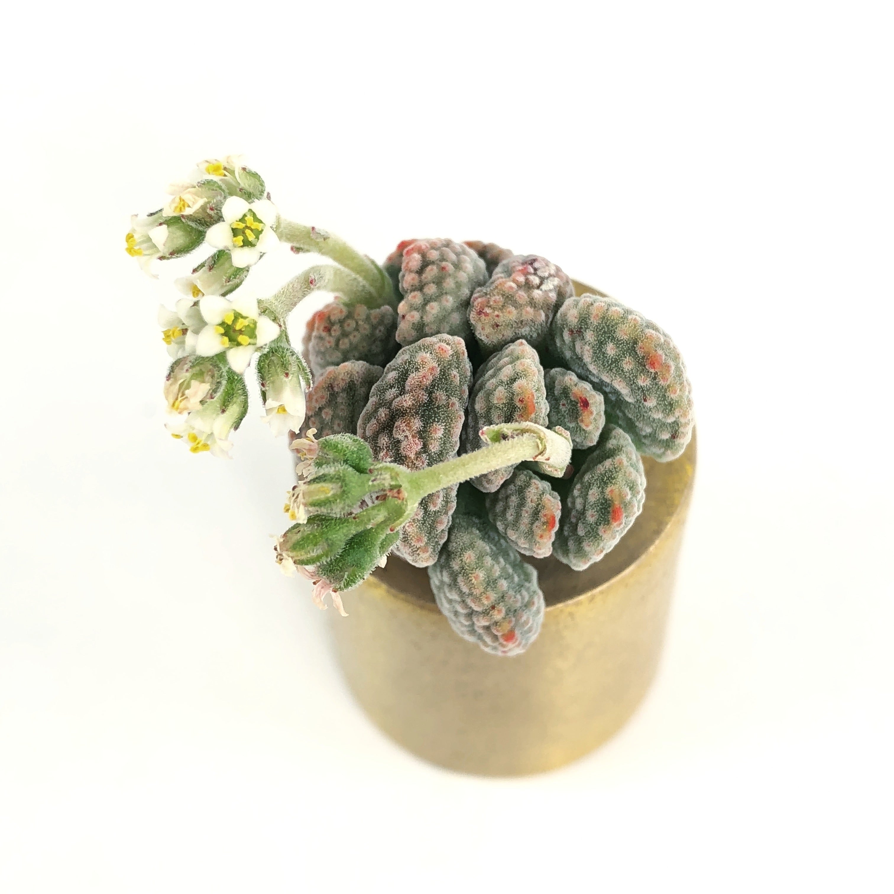 Crassula Ausensis v Titanopsis