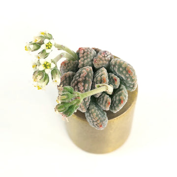 Crassula Ausensis v Titanopsis