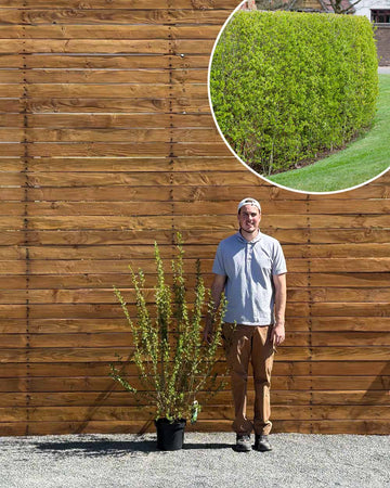 Liguster – Ligustrum vulgare ‘Atrovirens’ (Hecke)