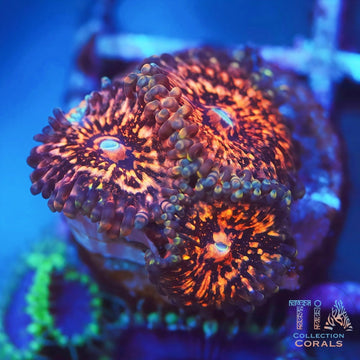 TIA Phantom Galaxy Zoanthids RARE