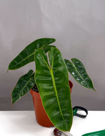 Philodendron Billietiae - Plant Proper - 4" pot