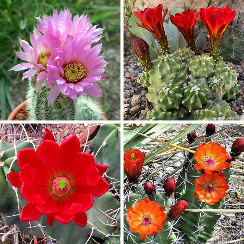 Southwest Native Cacti Collection|Southwest Native Cacti Collection