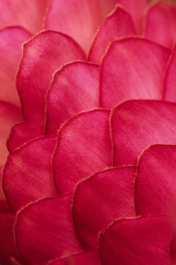 Ginger Petals